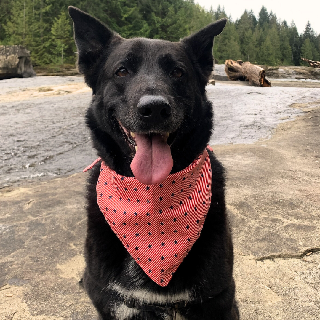 All American Dog Bandana