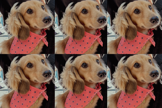 Keeping your pup safe and stylish this Fourth of July: fireworks tips