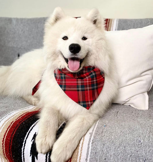 7 Signs Your Dog Truly Loves You!