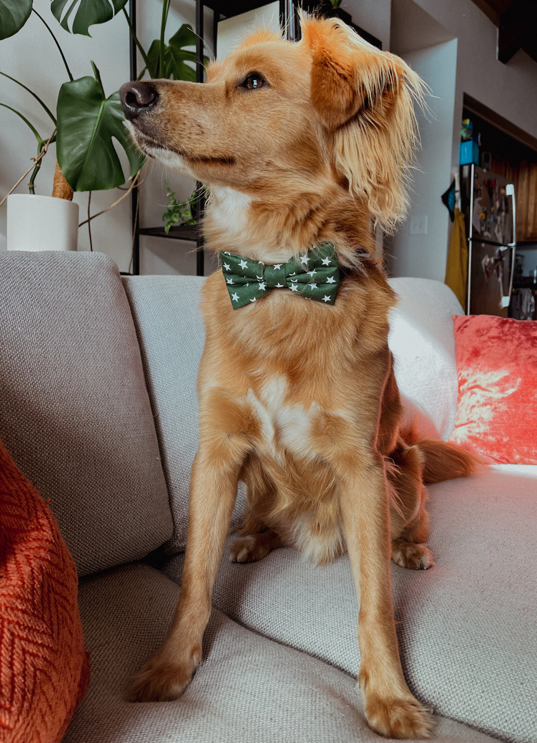 Jasper, wearing our winter bow tie
