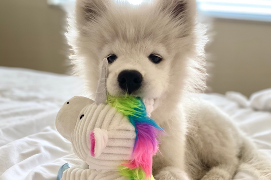 guide to clean your dog's toys and accessories