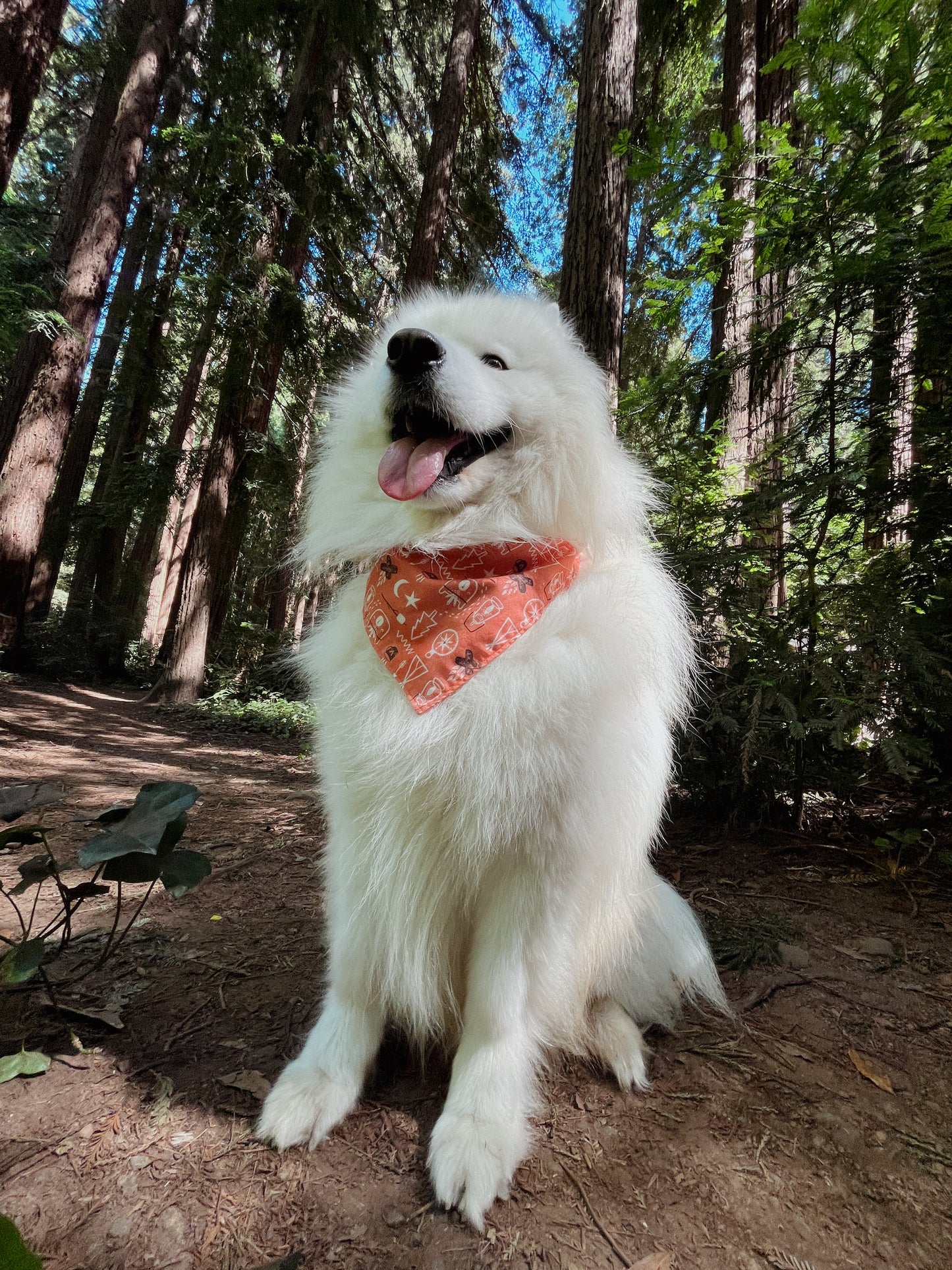 Adventure Dog Bandana - Orange with Cute Camping Prints